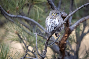 A wild northern pygmy owl perched in a tree in a park in the mountains of Colorado.