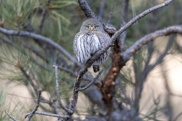 A wild northern pygmy owl perched in a tree in a park in the mountains of Colorado.