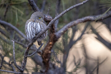 A wild northern pygmy owl perched in a tree in a park in the mountains of Colorado.
