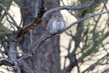 A wild northern pygmy owl perched in a tree in a park in the mountains of Colorado.