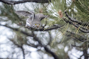 A wild northern pygmy owl perched in a tree in a park in the mountains of Colorado.