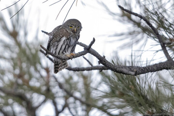 A wild northern pygmy owl perched in a tree in a park in the mountains of Colorado.