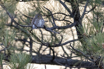 A wild northern pygmy owl perched in a tree in a park in the mountains of Colorado.