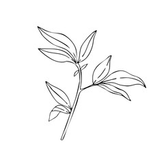 Minimal Leaf – Hand-Drawn Botanical Line Illustration
