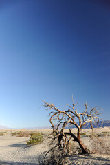 Lone gnarled tangled dead tree in the desert against a mountain range horizon with blue sky.JPG
