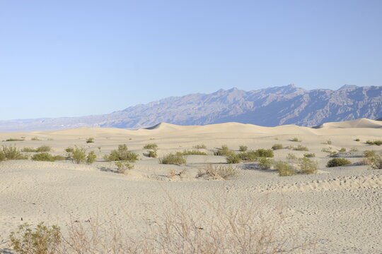 Sparce desert shrubs in Sand Dunes with a Mountain Range with dusty blue sky in Mesquite Flats in Death Valley California