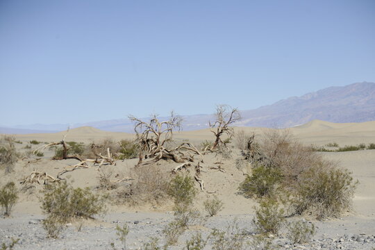Tangled dead desert trees in Sand Dunes and Mountain Range with dusty blue sky in Mesquite Flats in Death Valley California