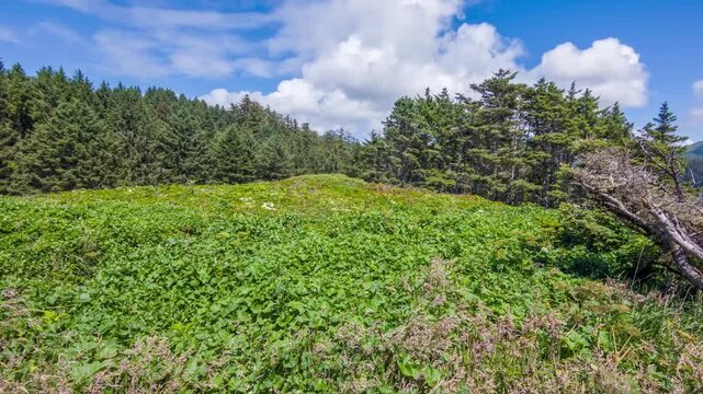 4K footage shows a section of Oswald West State Park in Oregon, highlighting coastal rainforest, rich undergrowth, and scenic hiking trails along the coast.