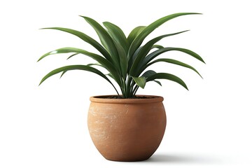 Fototapeta premium palm tree in a pot