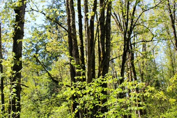 Tree branches with fresh green leaves on a sunny day in spring	