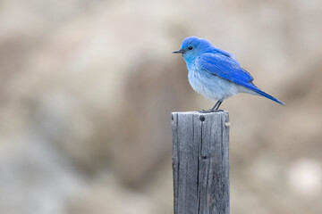 Wild mountain bluebird in the mountains of Colorado.