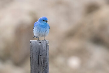 Wild mountain bluebird in the mountains of Colorado.