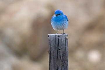 Wild mountain bluebird in the mountains of Colorado.