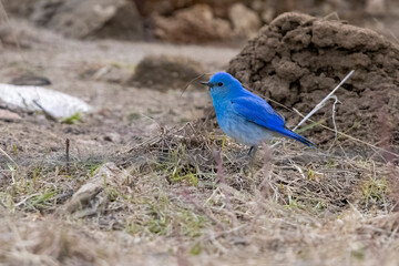 Wild mountain bluebird in the mountains of Colorado.