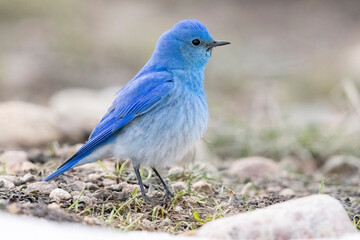 Wild mountain bluebird in the mountains of Colorado.
