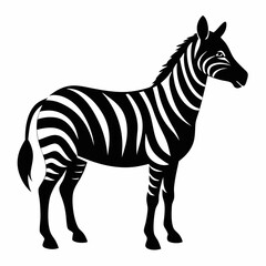 zebra isolated on white background