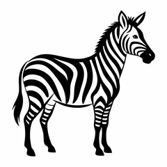 zebra isolated on white background