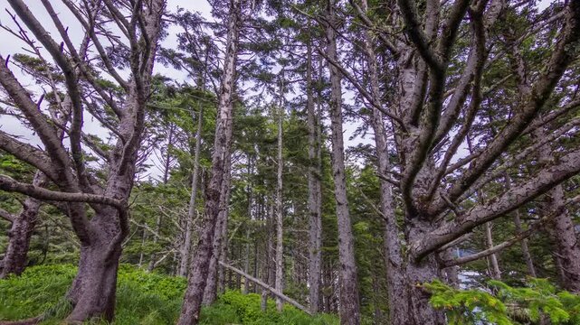 Footage shows Nothofagus pumilio, or lenga beech, a native deciduous tree from the Andes forests of Chile and Argentina, thriving in cool temperate climate.