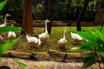A flock of white ducks in the zoo