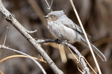 A wild bushtit in a bush in the mountains of Colorado.