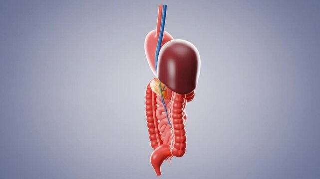 Human digestive system anatomy illustration liver stomach intestines gut