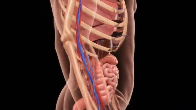 Human anatomy internal organs body system medical illustration educational