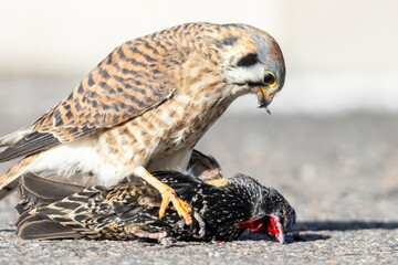 A wild American kestrel eats a European starling in a park in Colorado.