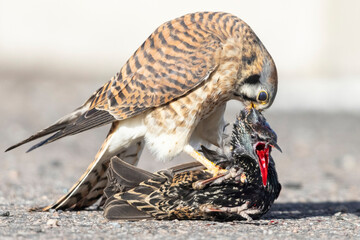 A wild American kestrel eats a European starling in a park in Colorado.