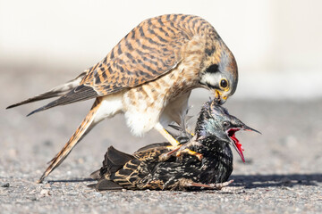 A wild American kestrel eats a European starling in a park in Colorado.