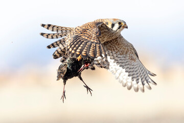A wild American kestrel eats a European starling in a park in Colorado.