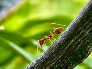 Weaver ants or Oecophylla are walking on a tree trunk