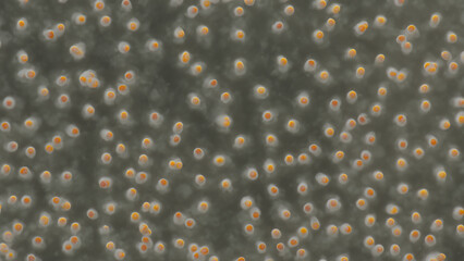 Microscopic fungal colonies with orange dots