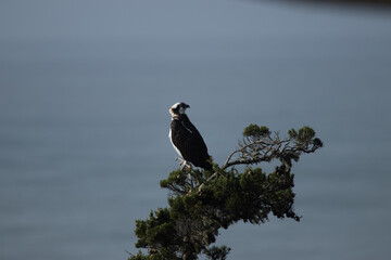 Osprey