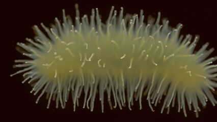 Close-up of a microscopic organism with numerous filaments