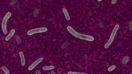 Microscopic view of bacteria (2)