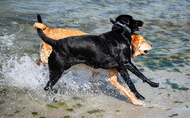 dogs playing at the beach