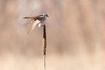 A wild American kestrel in a park in Colorado.
