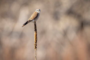 A wild American kestrel in a park in Colorado.