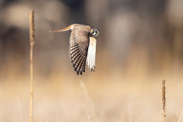 A wild American kestrel in a park in Colorado.