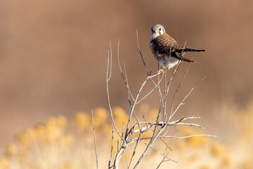 A wild American kestrel in a park in Colorado.