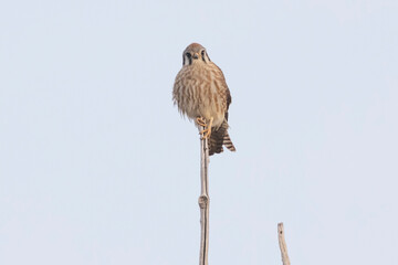 A wild American kestrel in a park in Colorado.