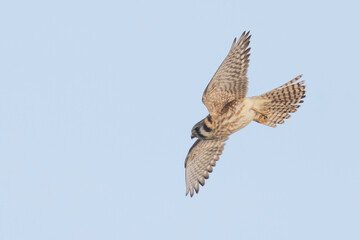 A wild American kestrel in a park in Colorado.