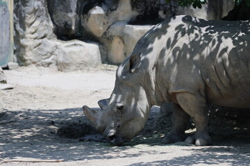 Fototapeta premium White rhinoceros.