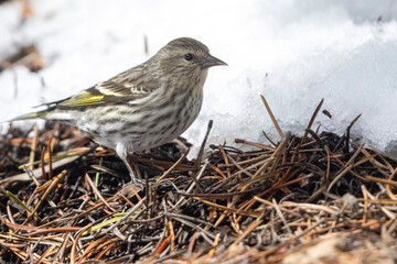 A wild pine siskin in the mountains of Colorado.