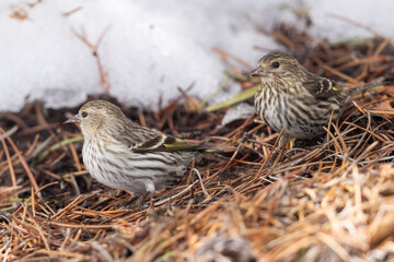 A wild pine siskin in the mountains of Colorado.
