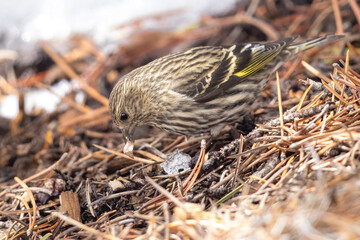 A wild pine siskin in the mountains of Colorado.
