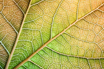 Fototapeta premium Macro shot of green orange leaf showing detailed vein structure
