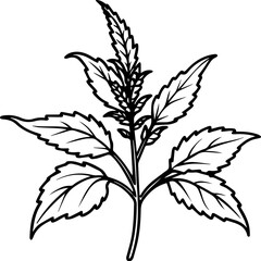 holy basil flowers outline vector and illustration, coloring book page