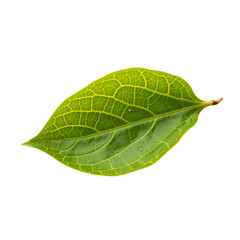 Obraz premium Detailed and realistic depiction of a single, vibrant green leaf with prominent veins against a simple setting