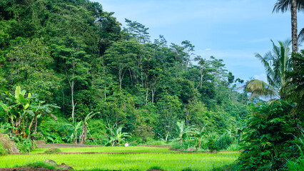 Mountain Rice Fields in Tropical Forest Landscape